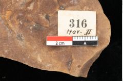 Foto (Detailansicht) von Pinus ciliata Ettingshausen (NHMW-GEO-2024-0188-0316)